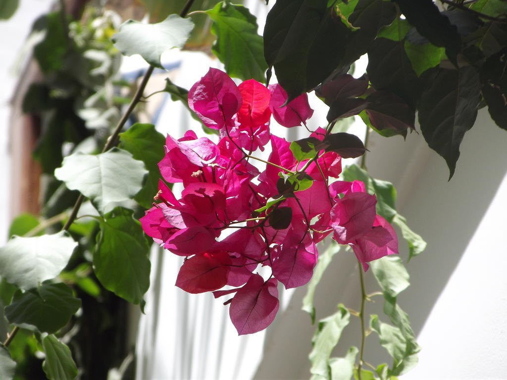 Riad Les Bougainvilliers Μαρακές Εξωτερικό φωτογραφία