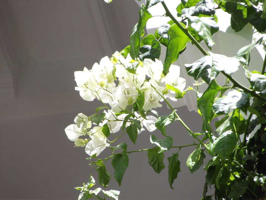Riad Les Bougainvilliers Μαρακές Εξωτερικό φωτογραφία